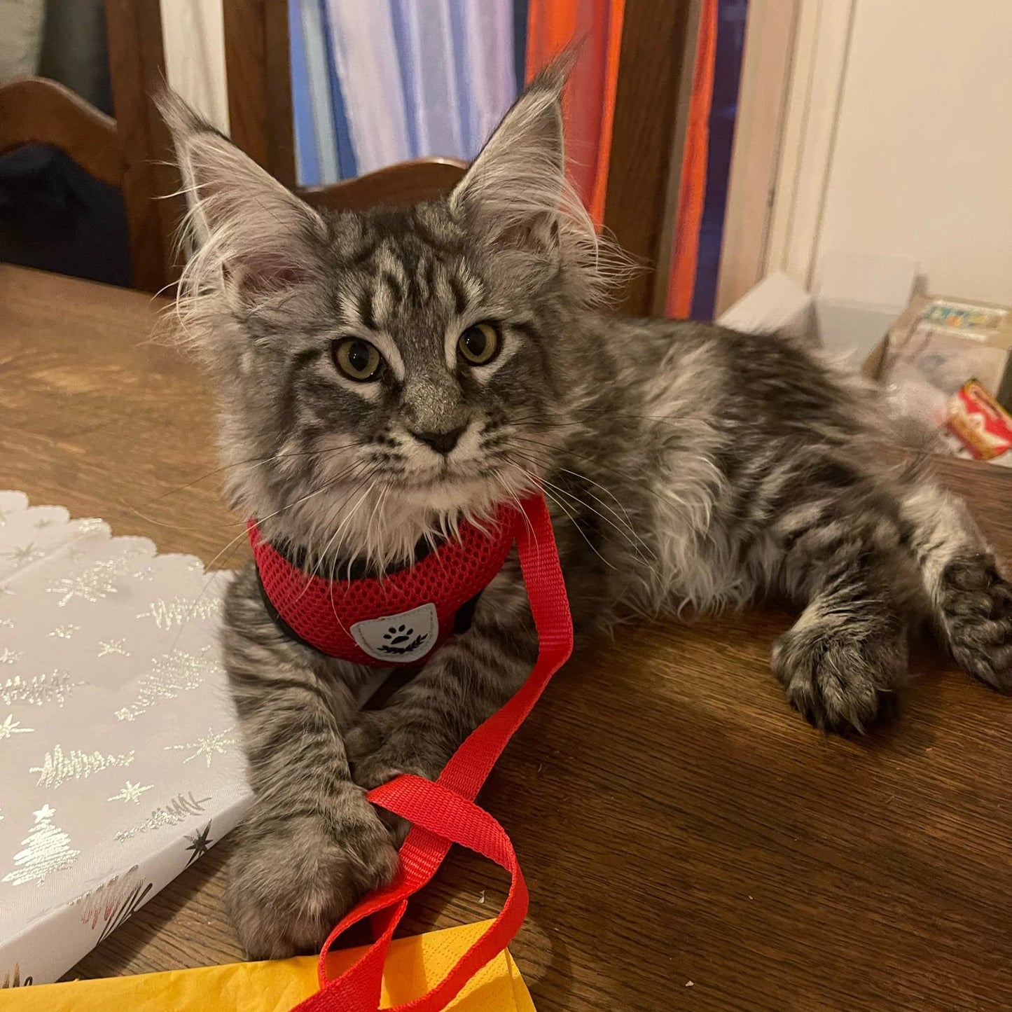 Adjustable Cat Harness